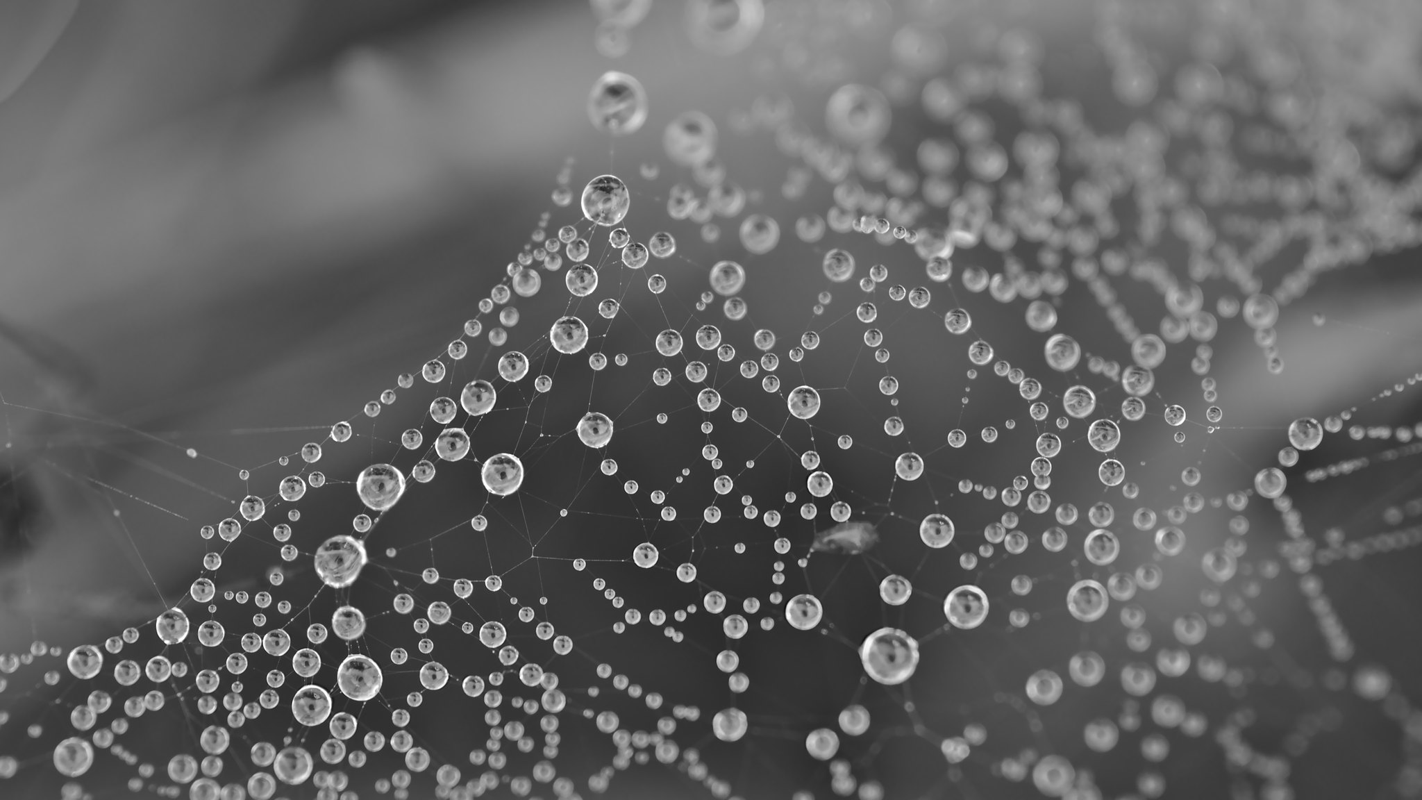 Im hohen Gras versteckt sich ein Netz aus Perlen