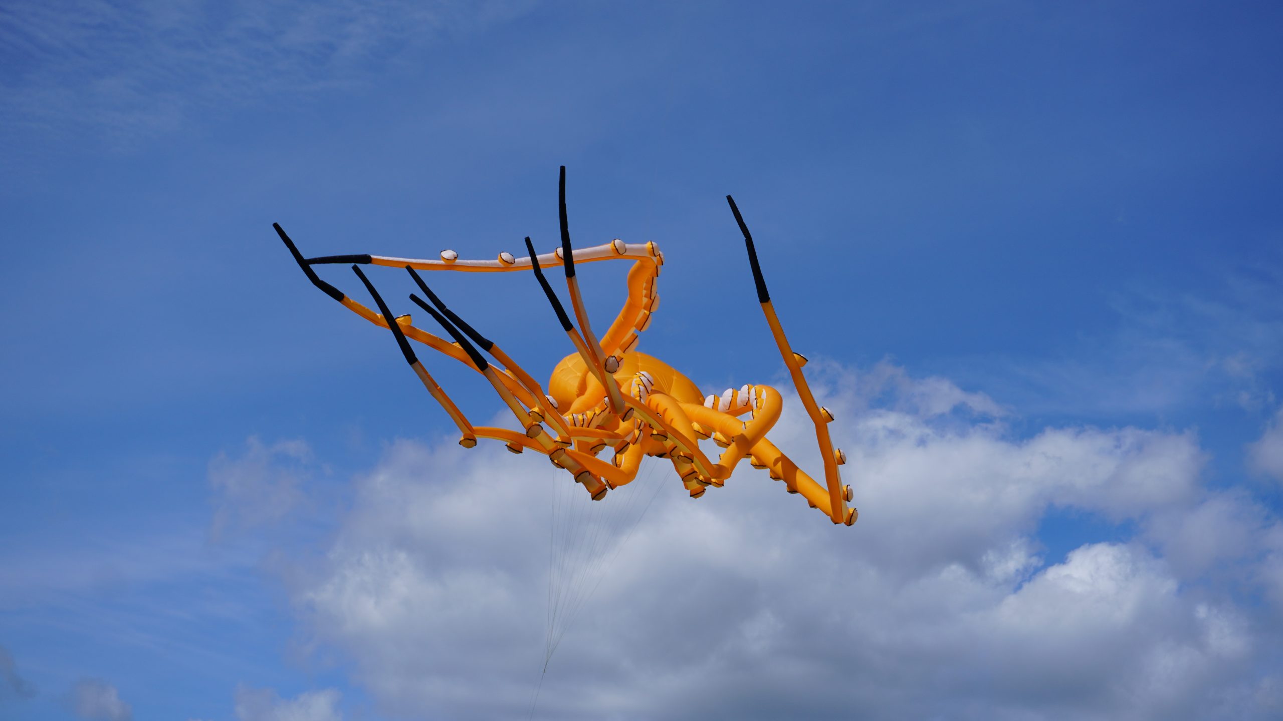 Oktopusdrachen am Himme